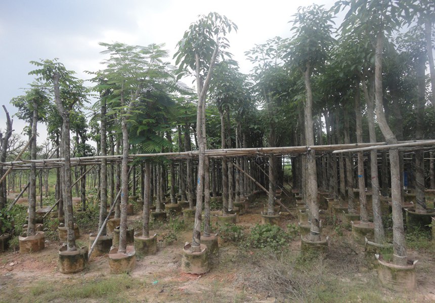 全國各地區(qū)園林景觀適合種植的喬木類有哪些