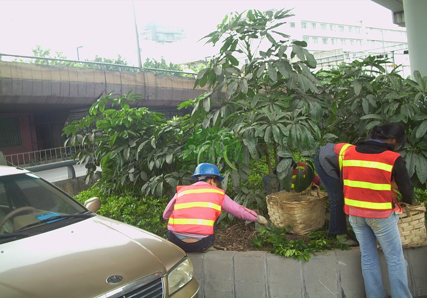 市政道路綠化養(yǎng)護