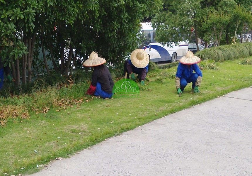 園林公司對草坪如何管理的