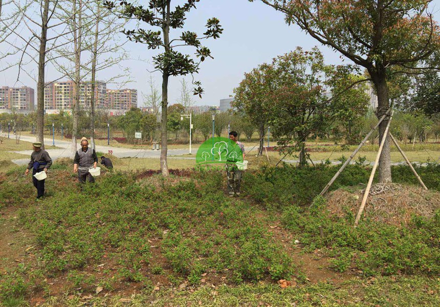 園林景觀(guān)工程如何規劃土地使用