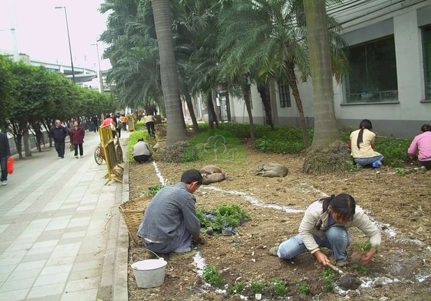 園林綠化公司講述茶花的養護問(wèn)題